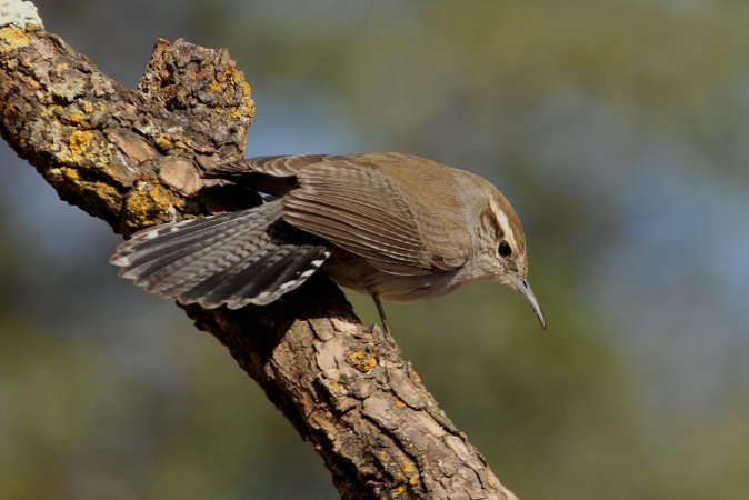 Photo (5): Bewick's Wren