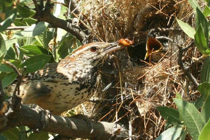Photo (11): Cactus Wren