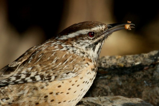 Photo (2): Cactus Wren