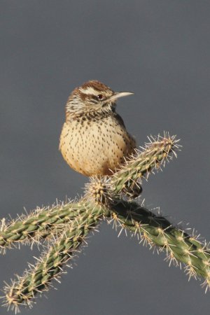 Photo (3): Cactus Wren