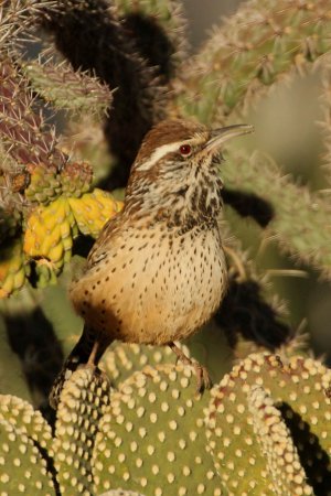 Photo (5): Cactus Wren