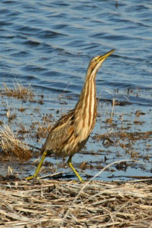 Photo (14): American Bittern