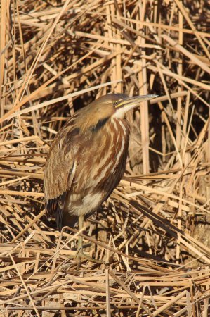 Photo (11): American Bittern