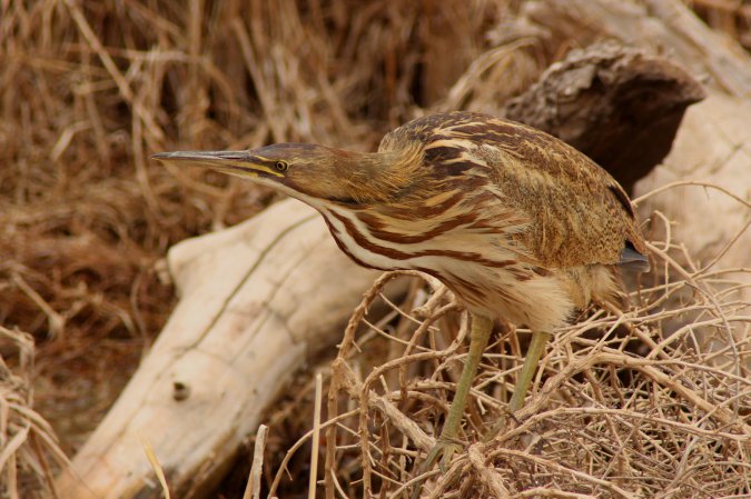 Photo (1): American Bittern
