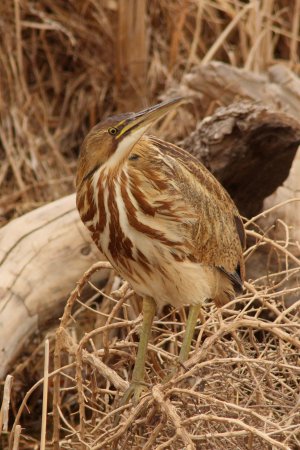 Photo (3): American Bittern