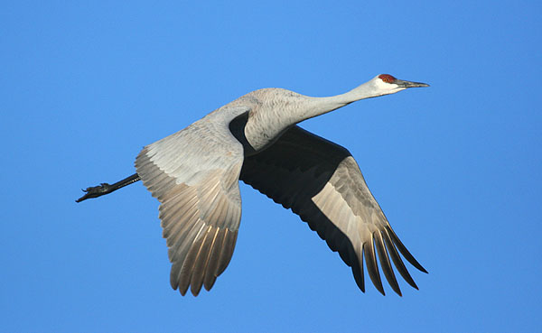 Photo (2): Sandhill Crane