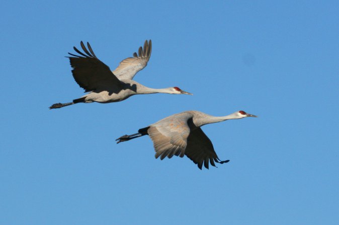 Photo (10): Sandhill Crane