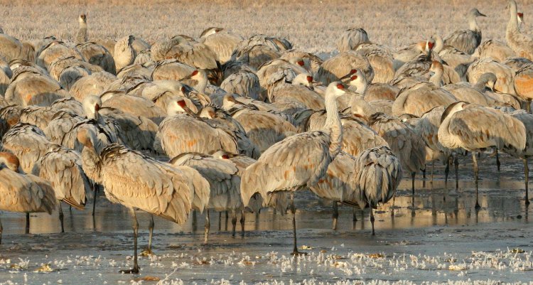 Photo (3): Sandhill Crane