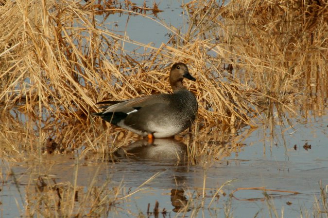 Photo (3): Gadwall