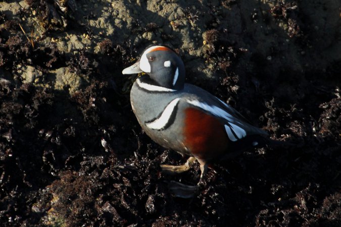 Photo (10): Harlequin Duck