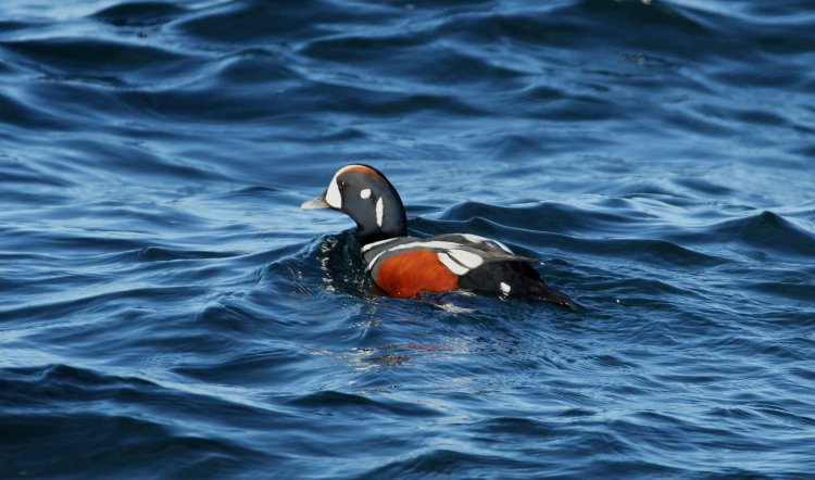 Photo (7): Harlequin Duck