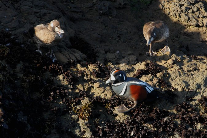 Photo (3): Harlequin Duck