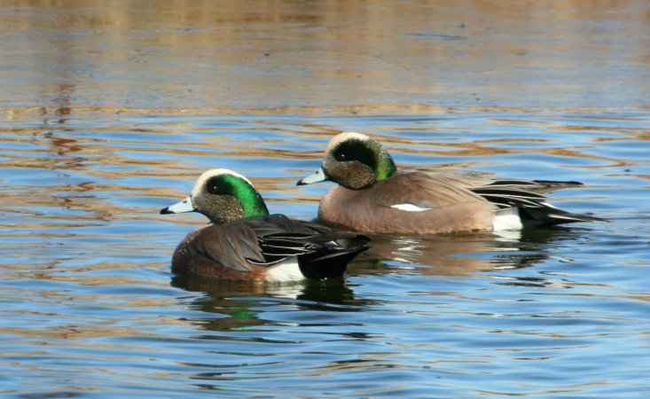 Photo (15): American Wigeon