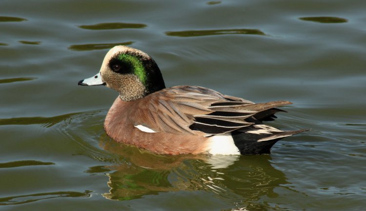 Photo (1): American Wigeon