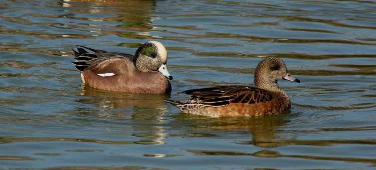 Photo (6): American Wigeon