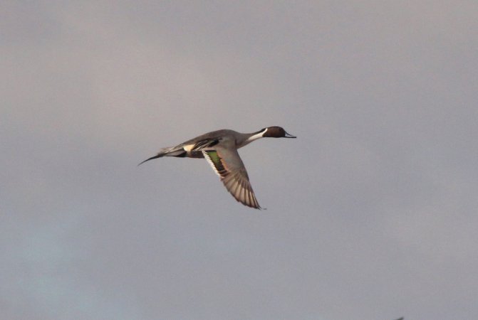 Photo (5): Northern Pintail
