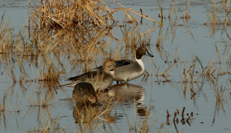 Photo (7): Northern Pintail