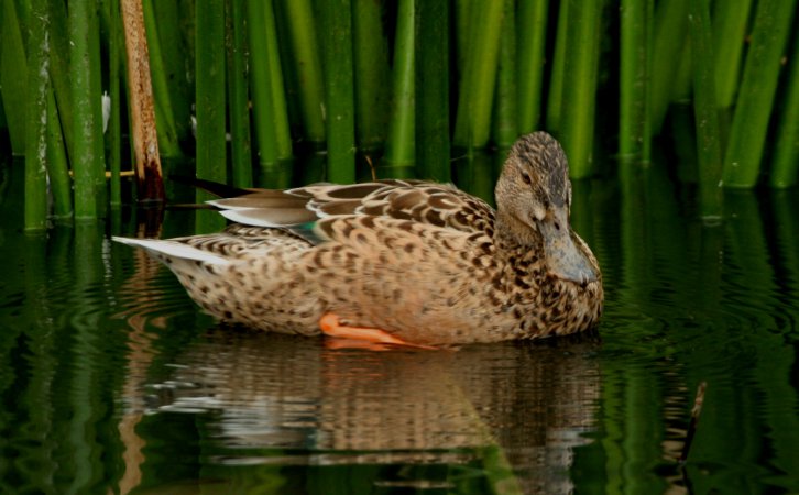 Photo (4): Northern Shoveler