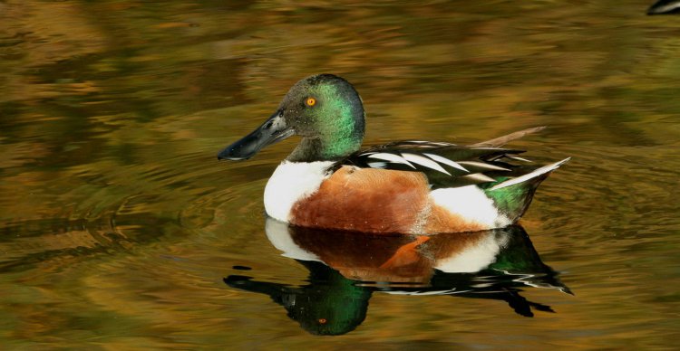 Photo (1): Northern Shoveler