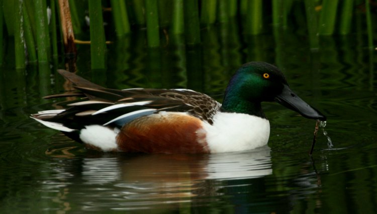 Photo (3): Northern Shoveler