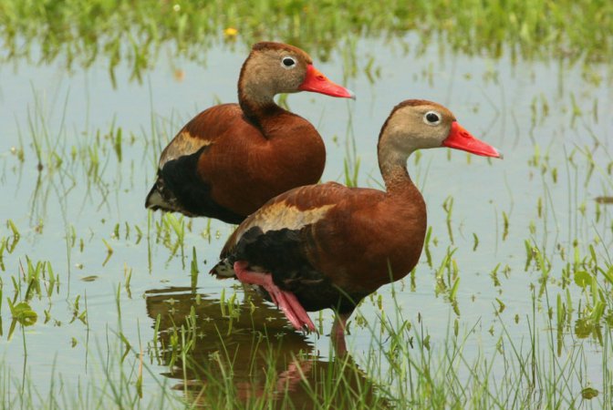 Photo (1): Black-bellied Whistling-Duck