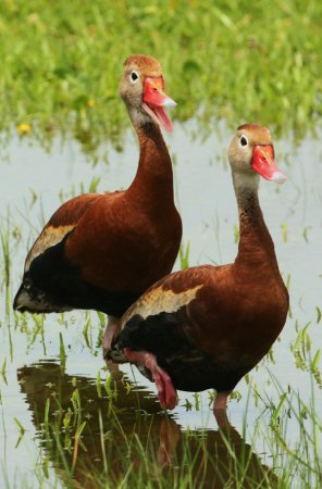Photo (5): Black-bellied Whistling-Duck