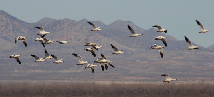 Photo (14): Ross's Goose