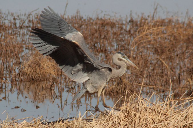 Photo (8): Great Blue Heron