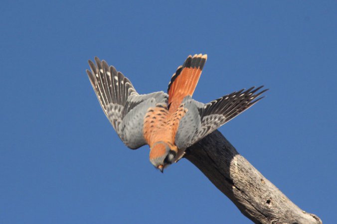 Photo (4): American Kestrel