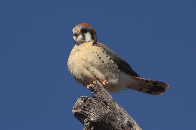 Photo (1): American Kestrel