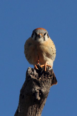 Photo (7): American Kestrel