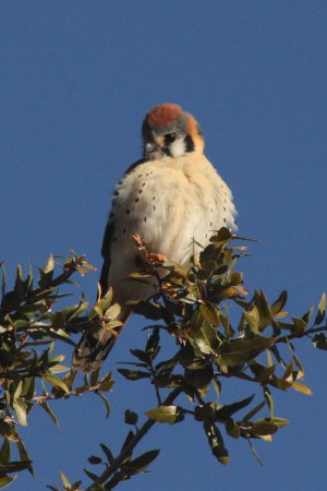 Photo (10): American Kestrel