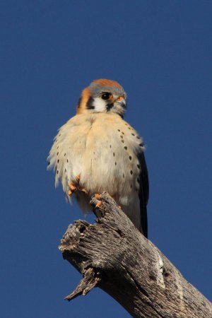 Photo (12): American Kestrel