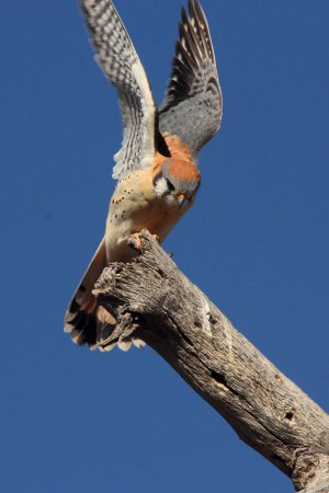 Photo (14): American Kestrel