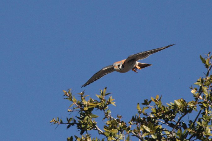 Photo (16): American Kestrel