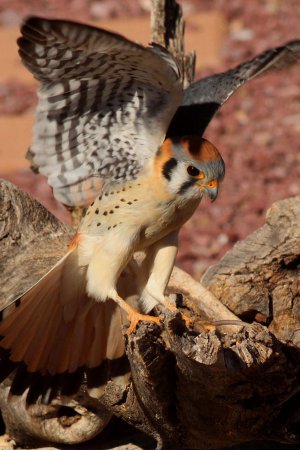 Photo (17): American Kestrel