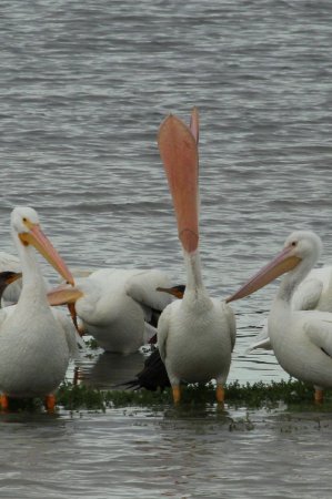 Photo (14): American White Pelican