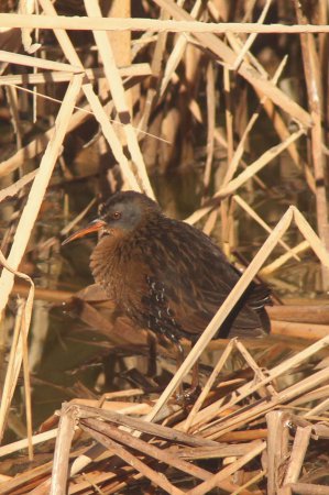 Photo (17): Virginia Rail