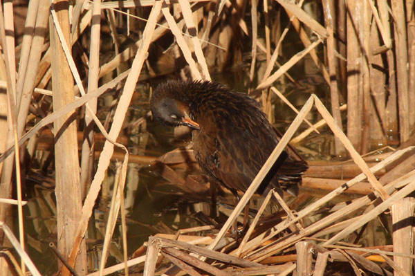 Photo (18): Virginia Rail