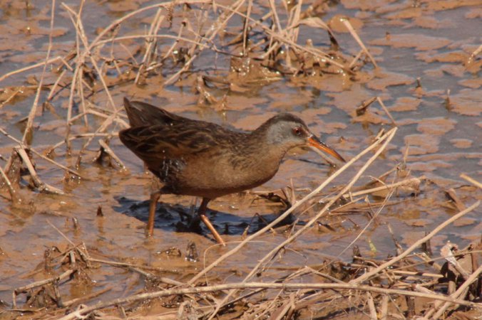 Photo (10): Virginia Rail