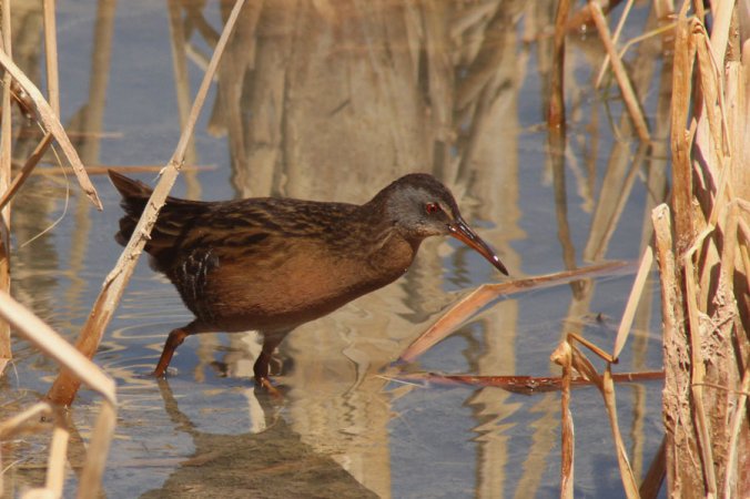 Photo (5): Virginia Rail