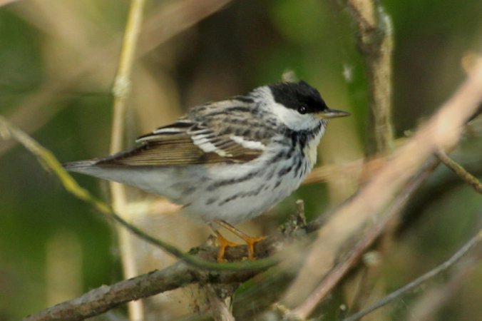 Photo (7): Blackpoll Warbler