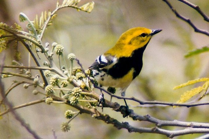 Photo (3): Black-throated Green Warbler