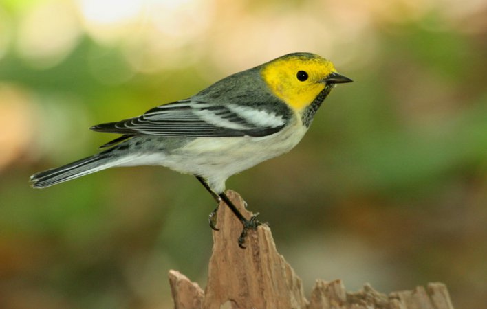 Photo (9): Hermit Warbler