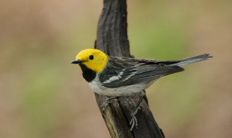 Photo (1): Hermit Warbler