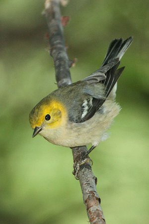 Photo (15): Hermit Warbler