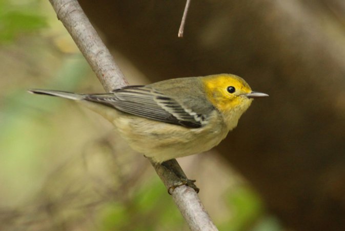 Photo (16): Hermit Warbler