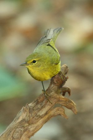 Photo (4): Orange-crowned Warbler