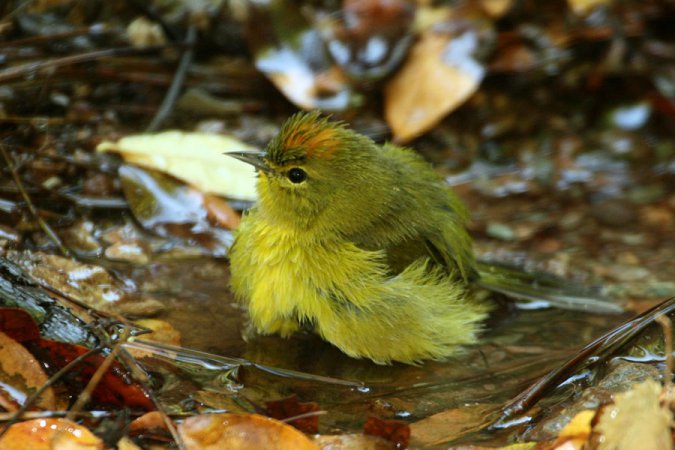 Photo (13): Orange-crowned Warbler