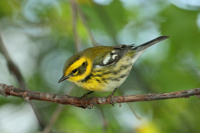 Photo (25): Townsend's Warbler